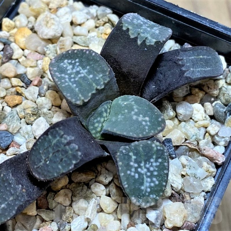 SH15644 Haworthia groenewaldii