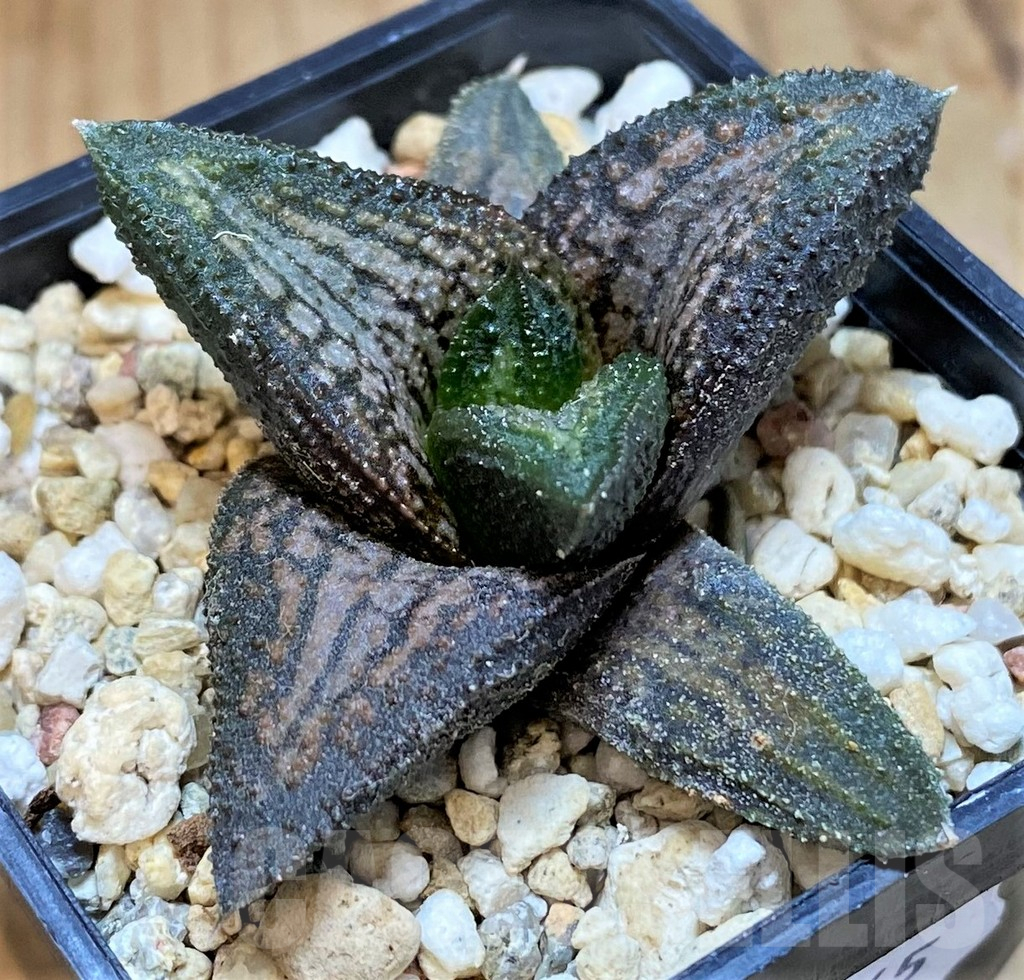 SH15645 Haworthia 'Kintaikyo'
