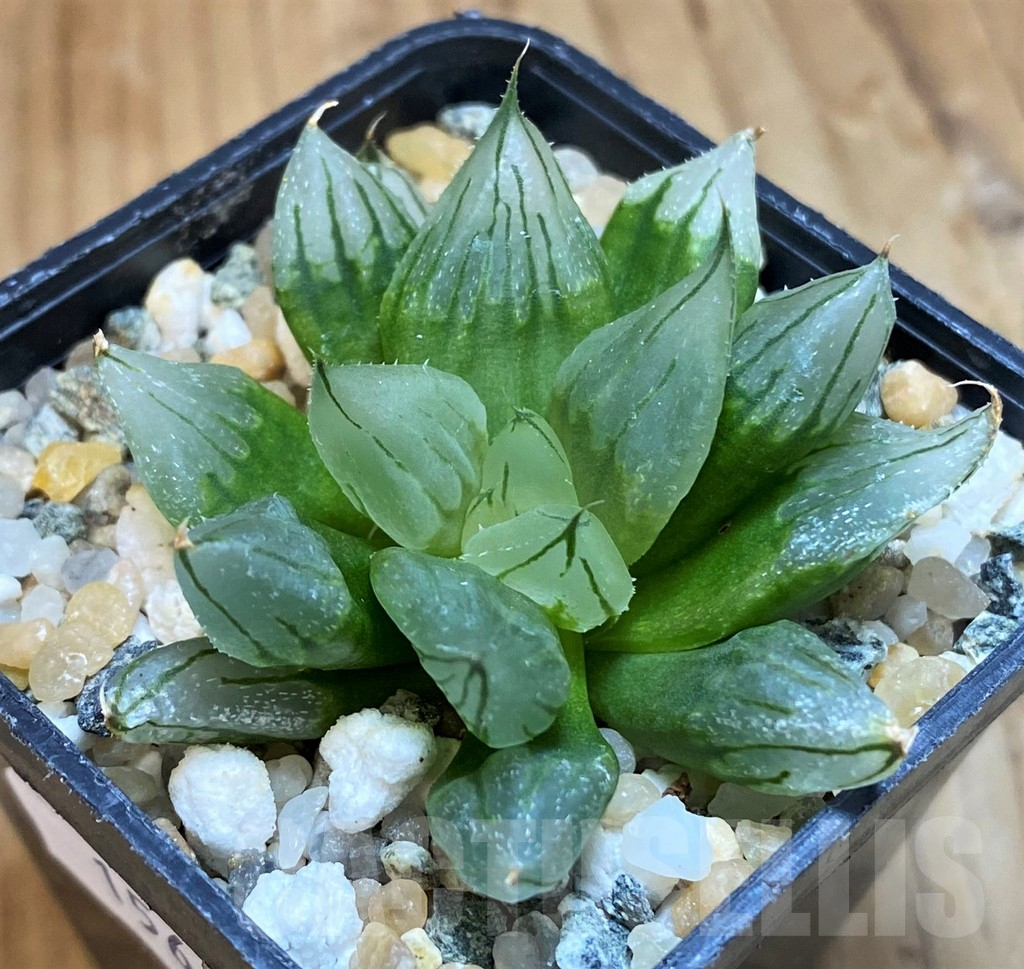 SH15646 Haworthia cooperi ‘West Asia Tsuen’ - Image 2