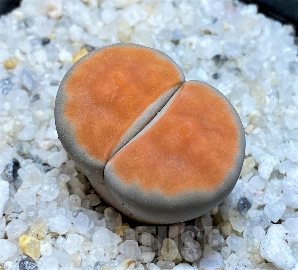 SH15757 Lithops karasmontana 'Lateritia'