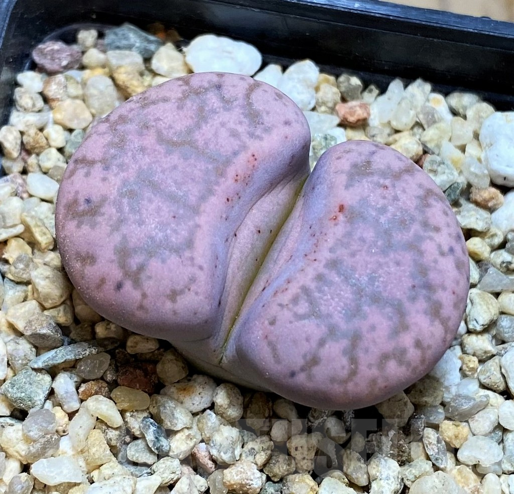 SH15801 Lithops gesinae, pink form