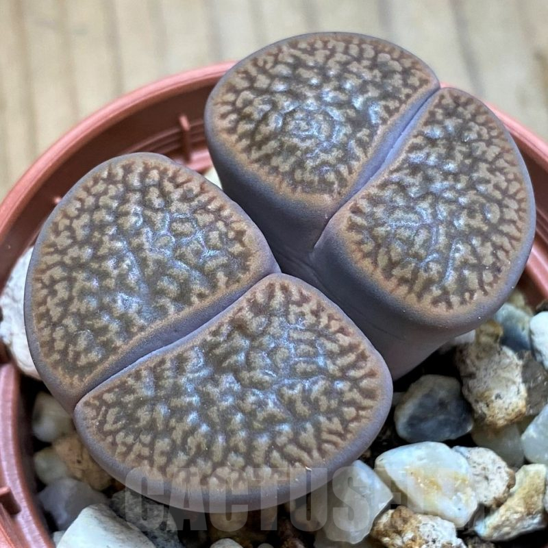 SH15803 Lithops hookeri v. marginata