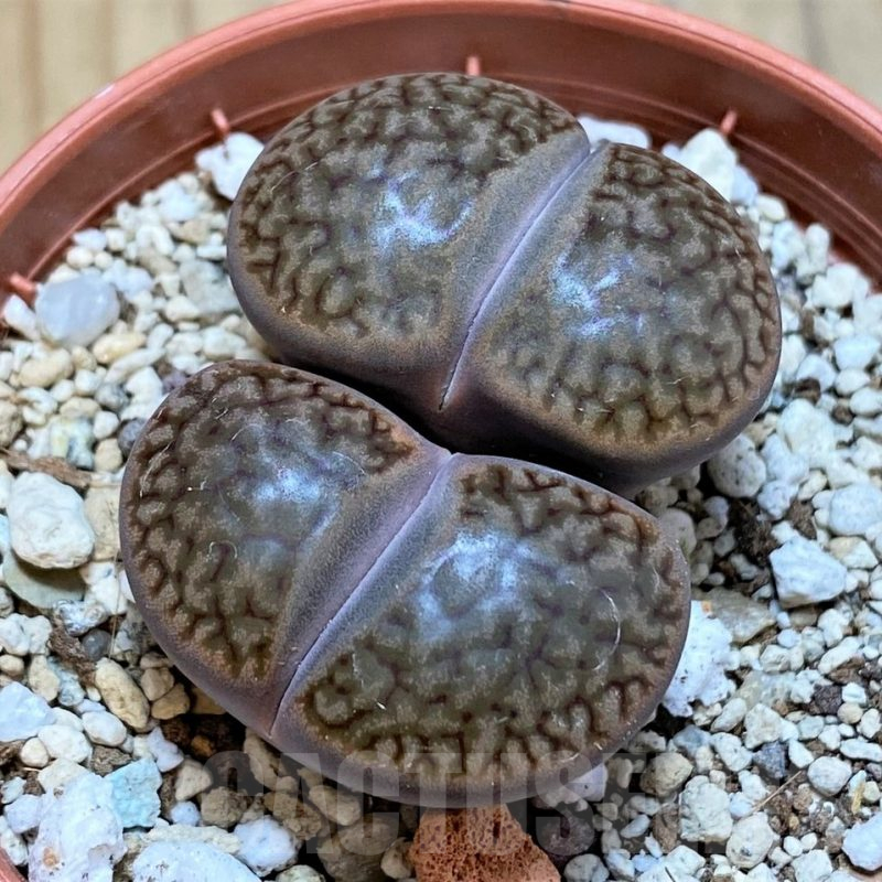 SH15804 Lithops hookeri v. marginata