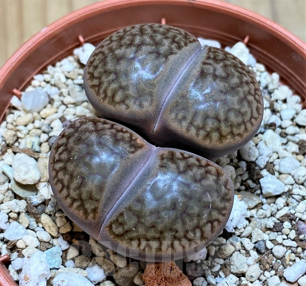 SH15804 Lithops hookeri v. marginata