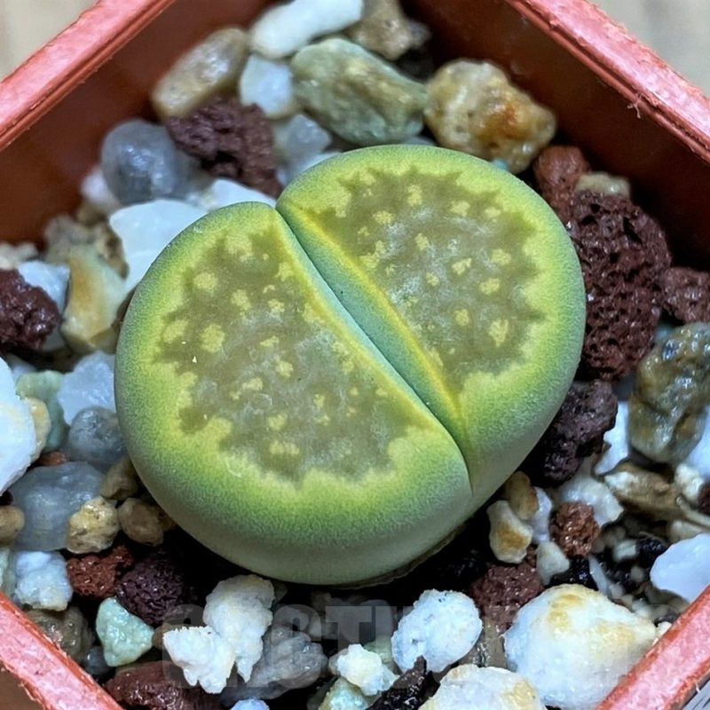 SH15807 Lithops hallii 'Green Soapstone'