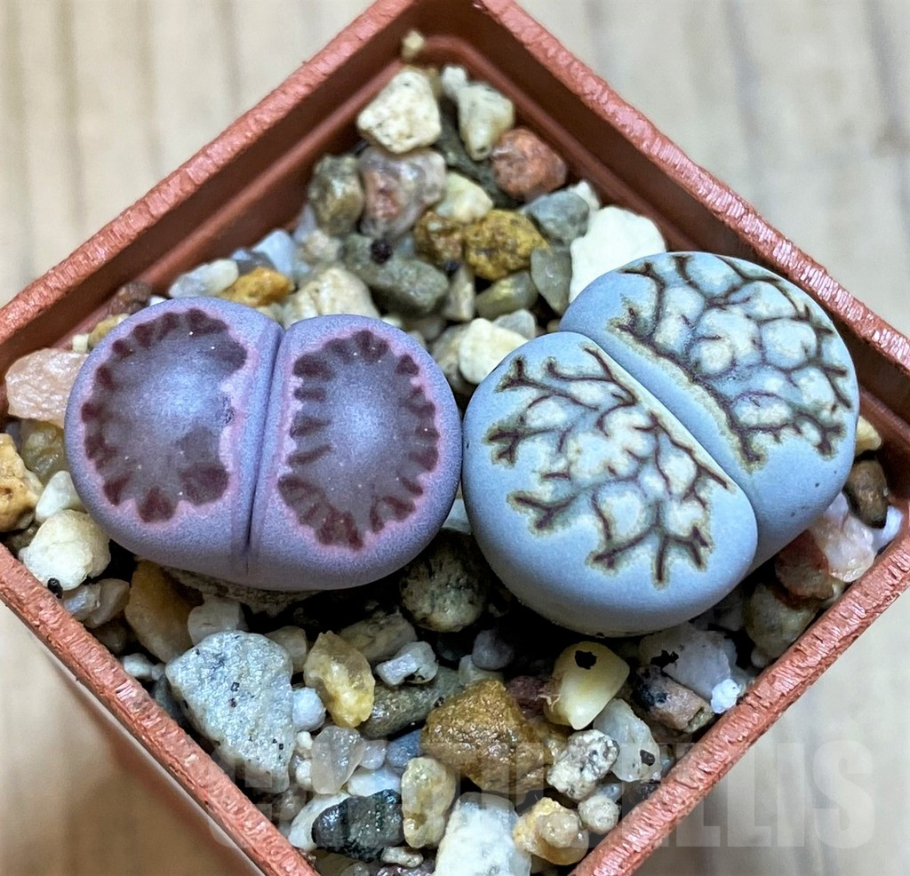 SH15809 Lithops julii ‘Kikushogyoku’, Lithops salicola ‘Sato’s Violet’ hybrid