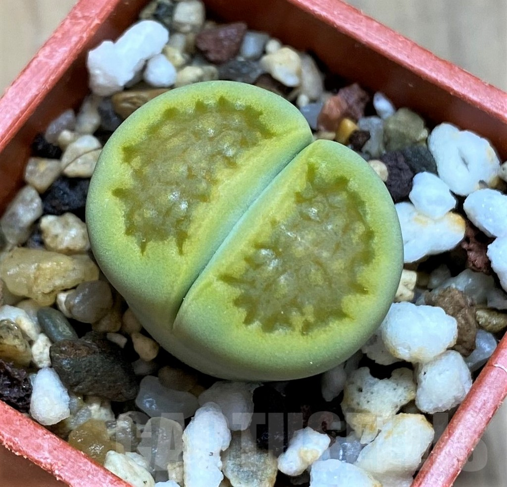 SH15810 Lithops hallii 'Green Soapstone'