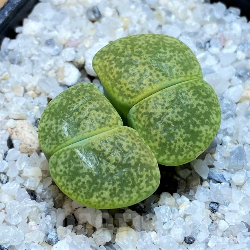 SH15758 Lithops lesliei v.albinica