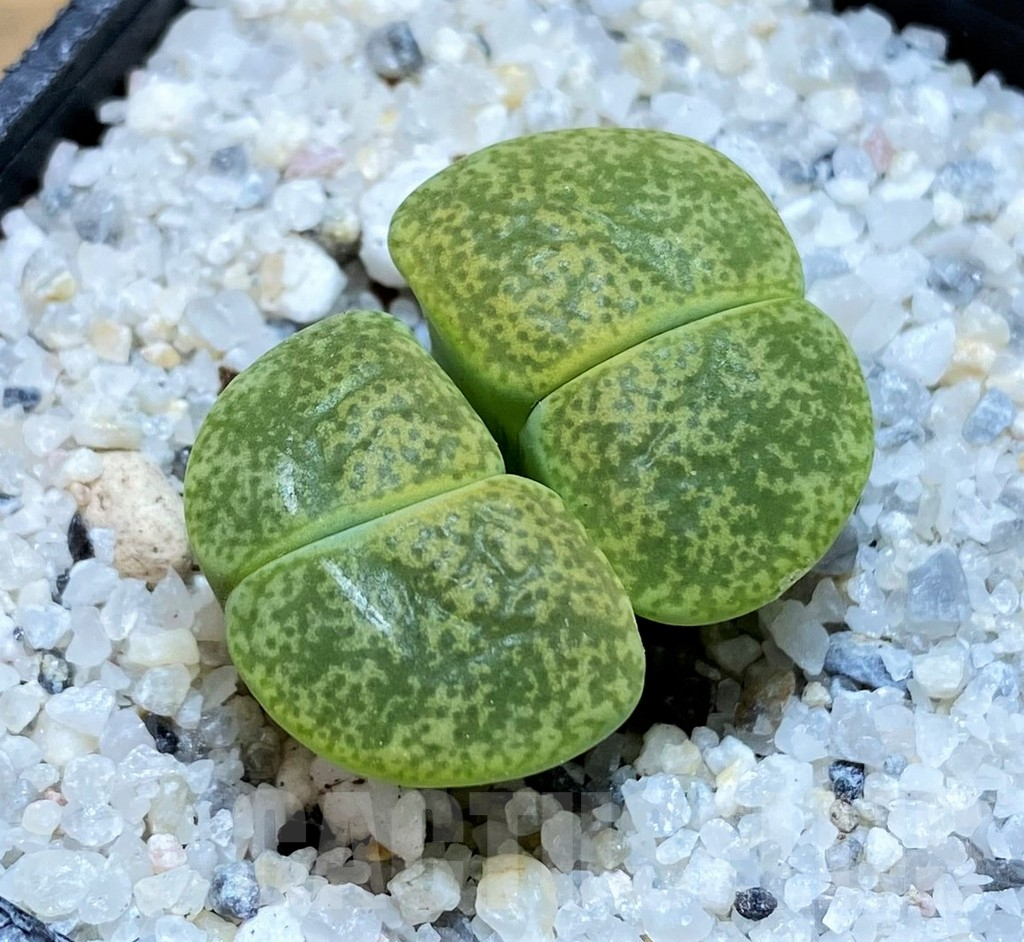 SH15758 Lithops lesliei v.albinica
