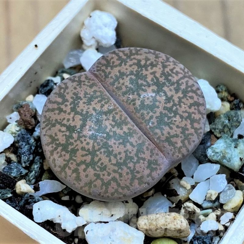SH15811 Lithops lesliei v. rubrobrunnea