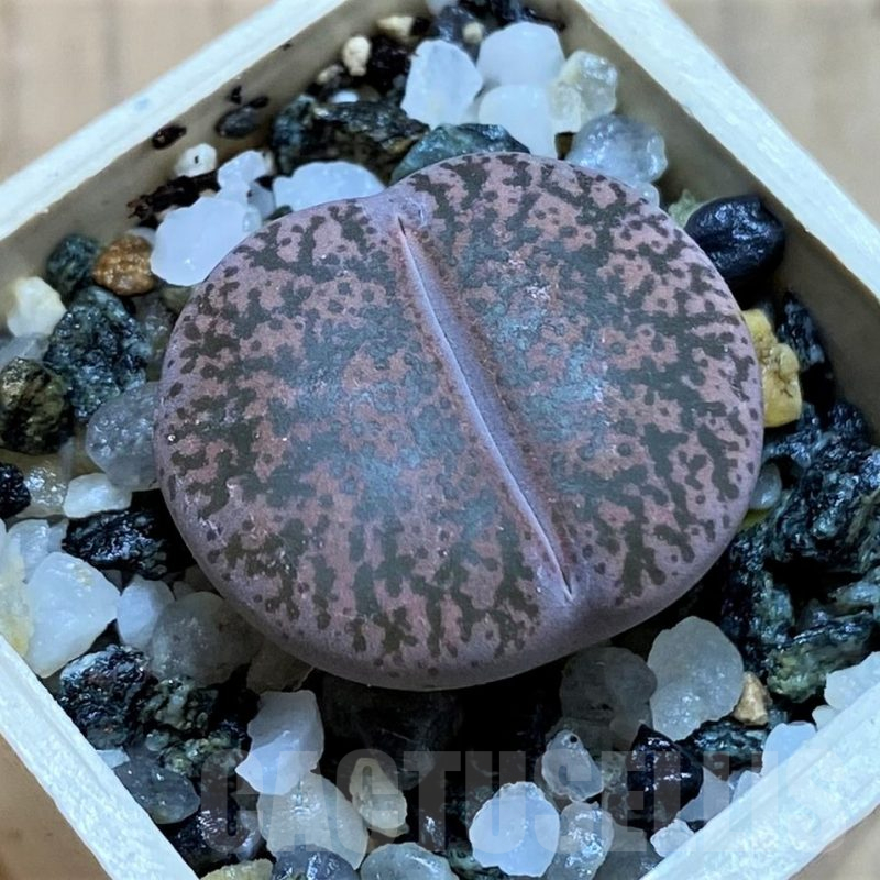 SH15812 Lithops lesliei v. rubrobrunnea