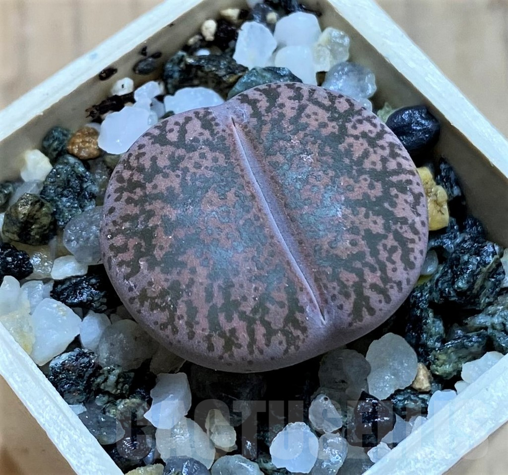SH15812 Lithops lesliei v. rubrobrunnea