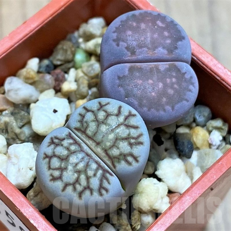 SH15814 Lithops julii ‘Kikushogyoku’, Lithops salicola ‘Sato’s Violet’ hybrid