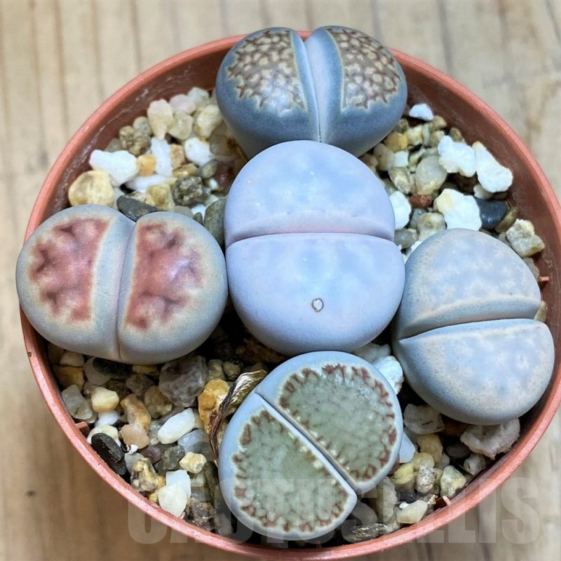 SH15817 Lithops mix