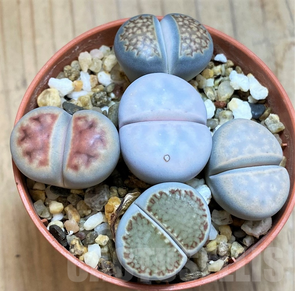 SH15817 Lithops mix