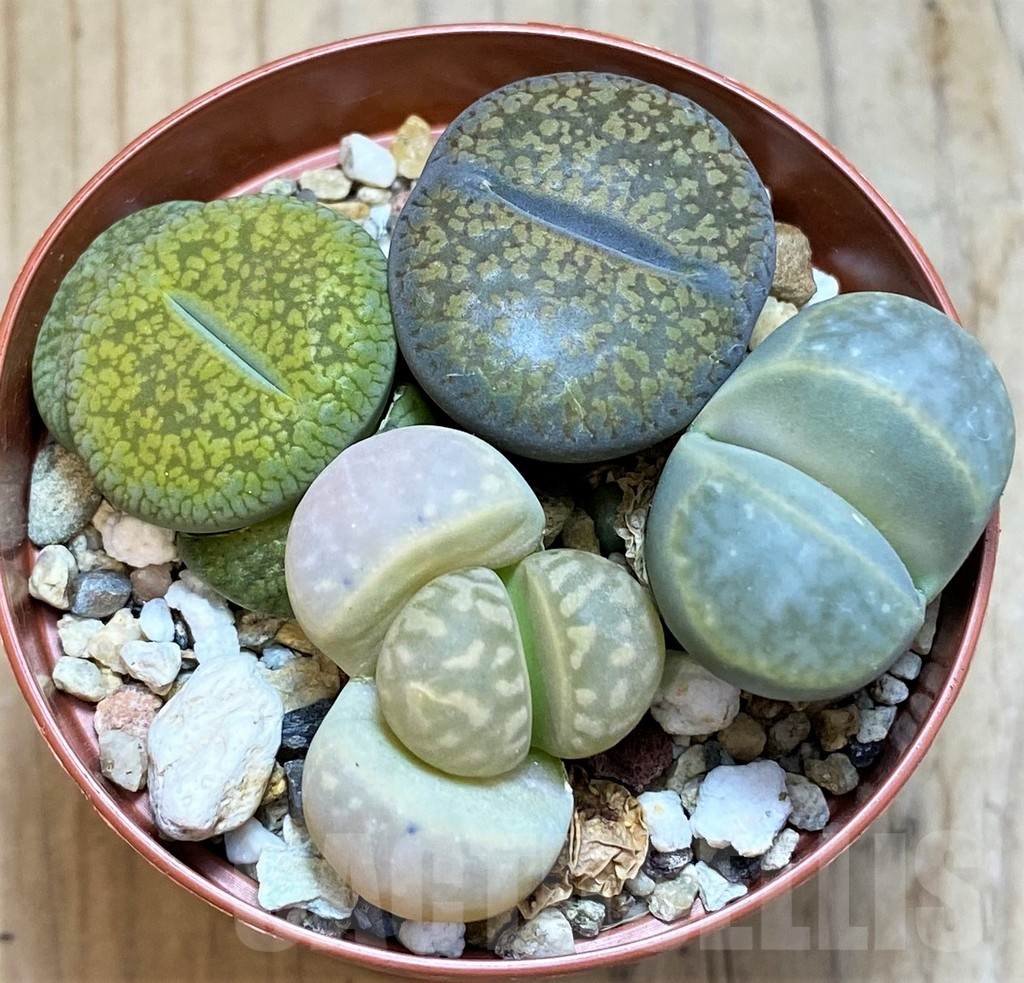 SH15818 Lithops mix