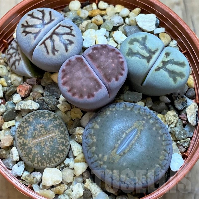 SH15819 Lithops mix