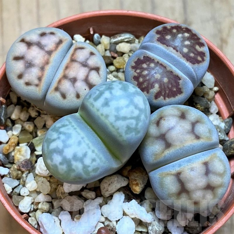 SH15820 Lithops mix