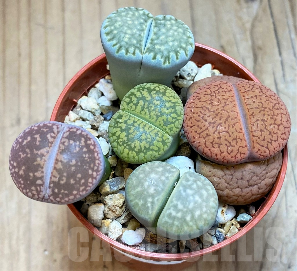 SH15821 Lithops mix