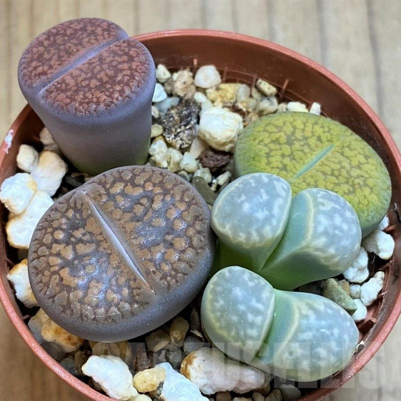 SH15823 Lithops mix