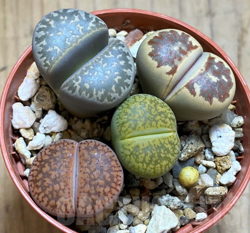 SH15824 Lithops mix