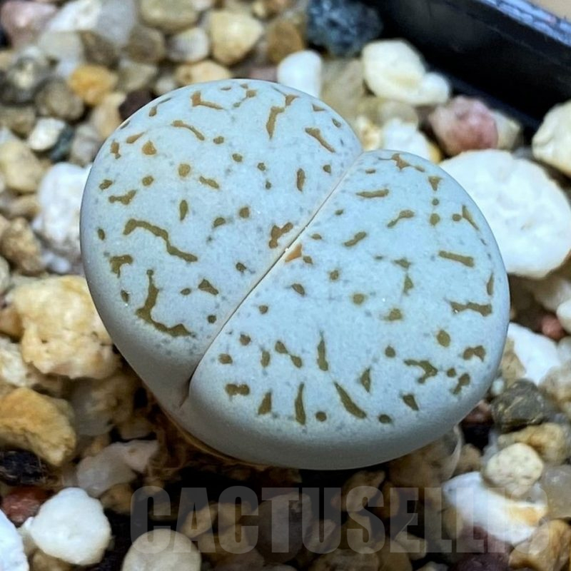 SH15825 Dinteranthus vanzylii