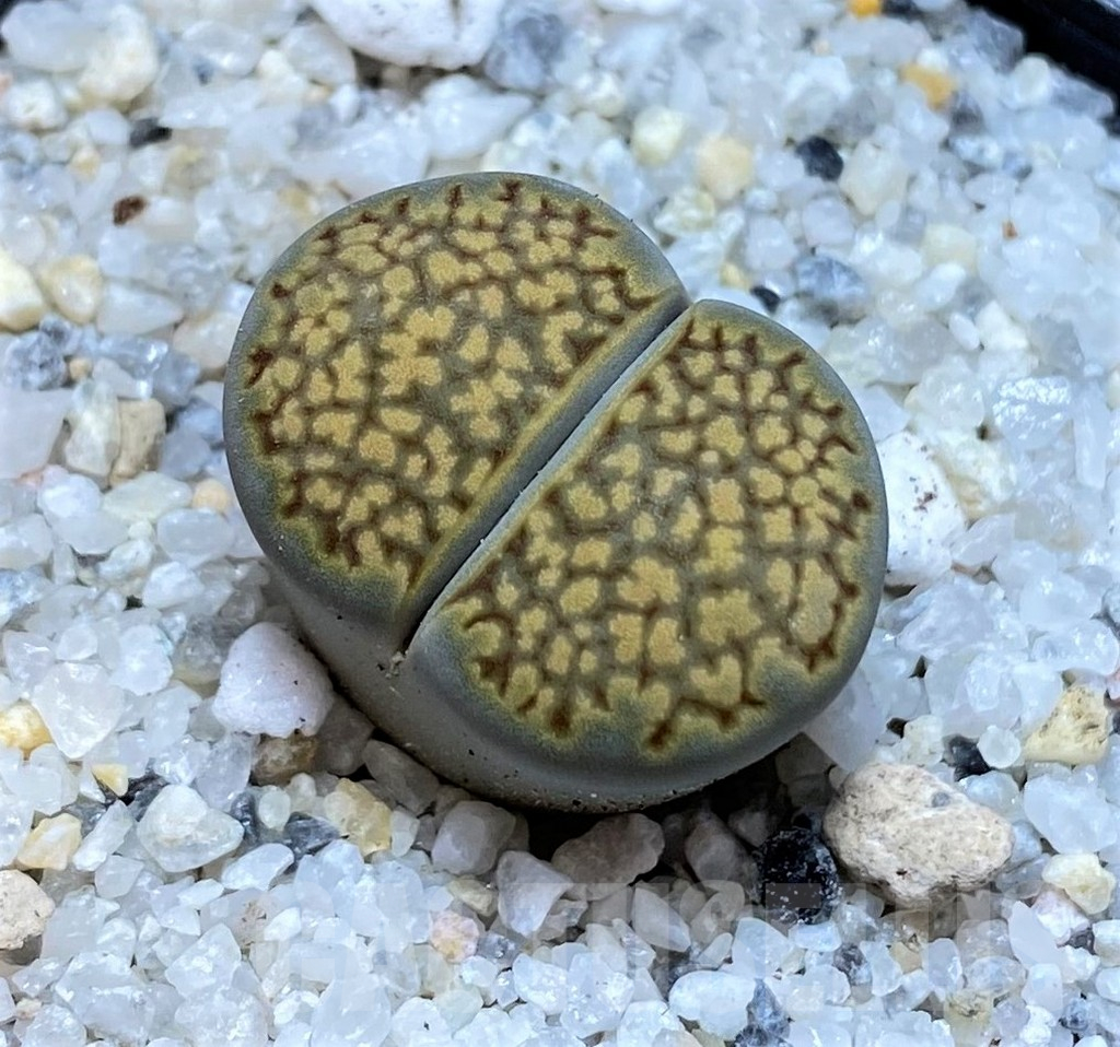SH15760 Lithops halii