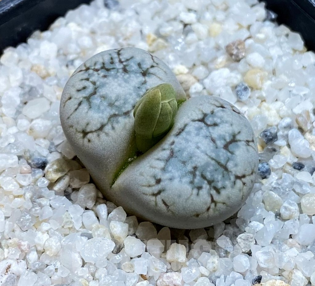 SH15761 Lithops werneri