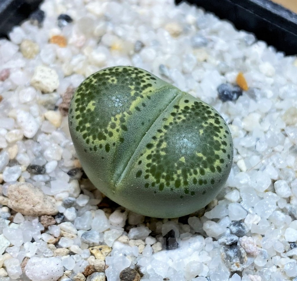SH15753 Lithops terricolor 'Green Sandpoort'