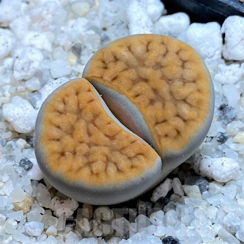 SH15762 Lithops karasmontana v. tischeri