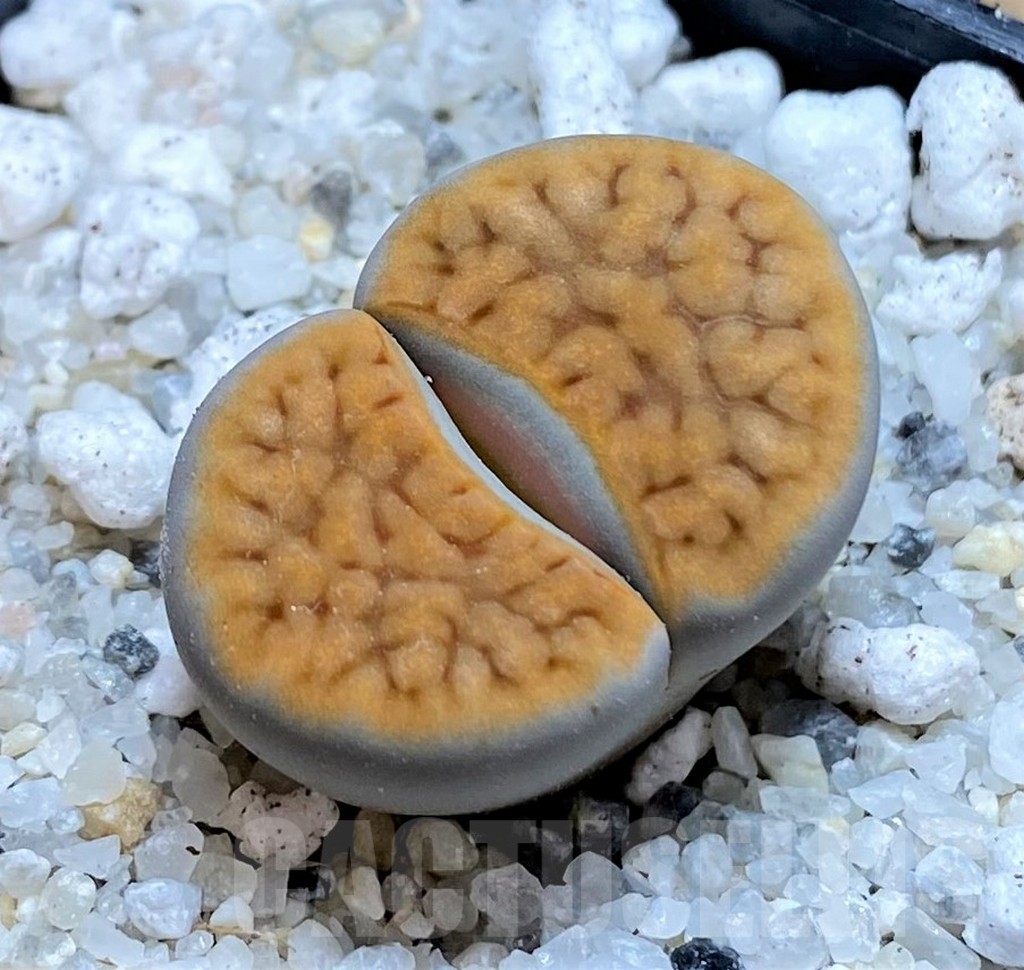 SH15762 Lithops karasmontana v. tischeri