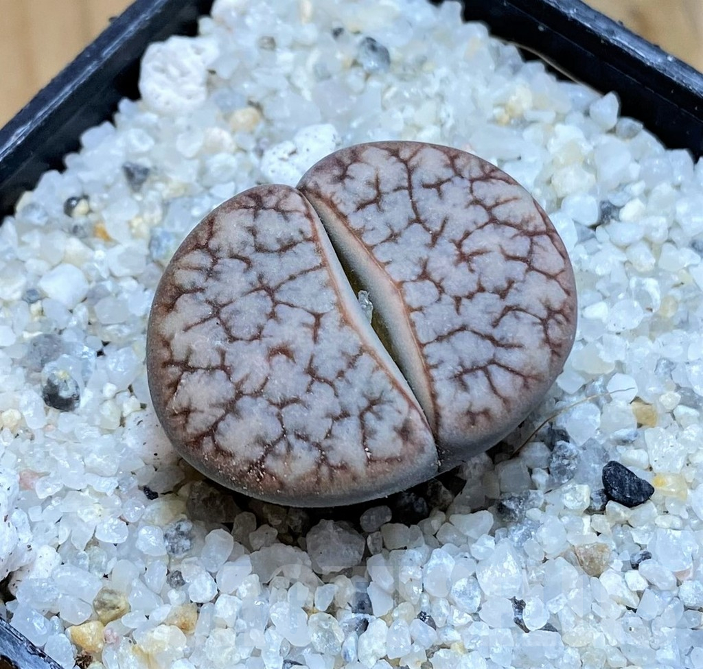 SH15763 Lithops gracilidelineata