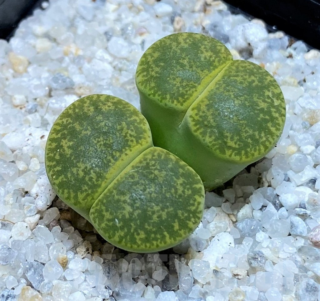 SH15764 Lithops lesliei v. albinica