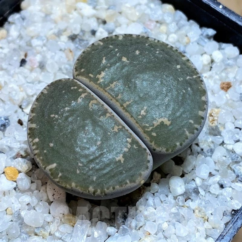 SH15766 Lithops lesliei