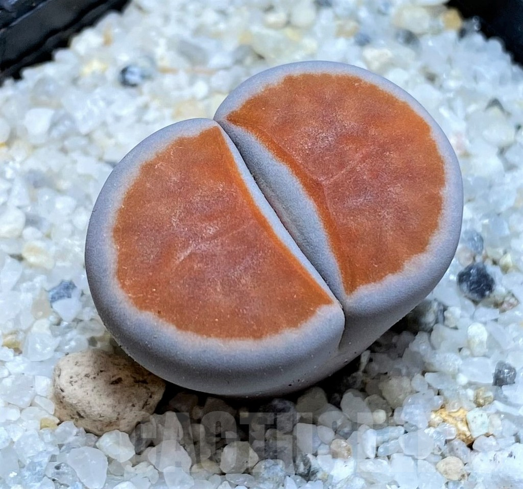 SH15767 Lithops karasmontana 'Lateritia'