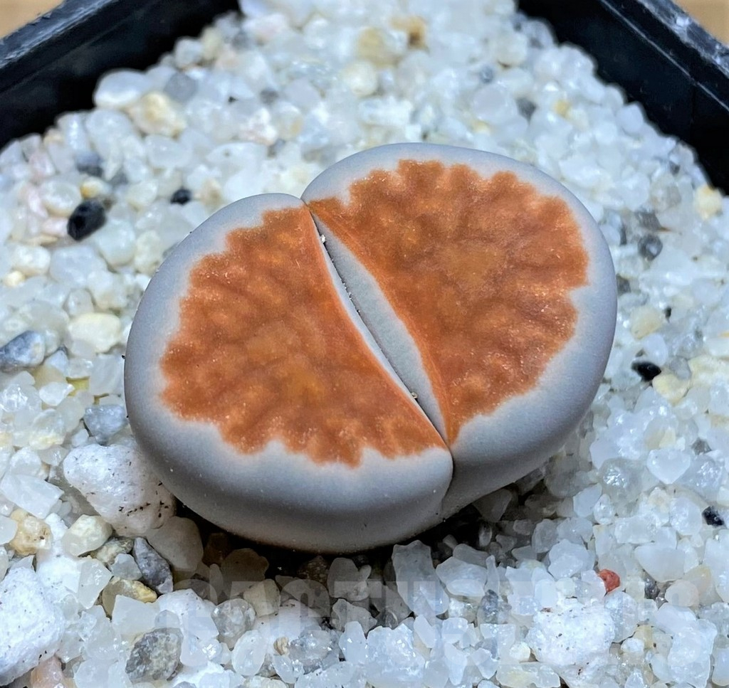 SH15768 Lithops karasmontana 'Lateritia'