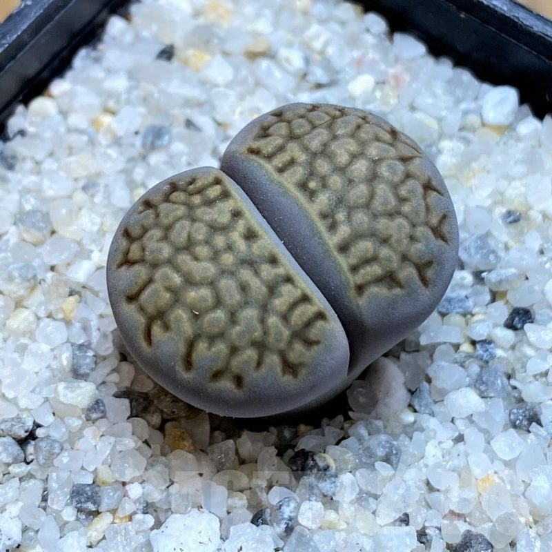 SH15769 Lithops halii