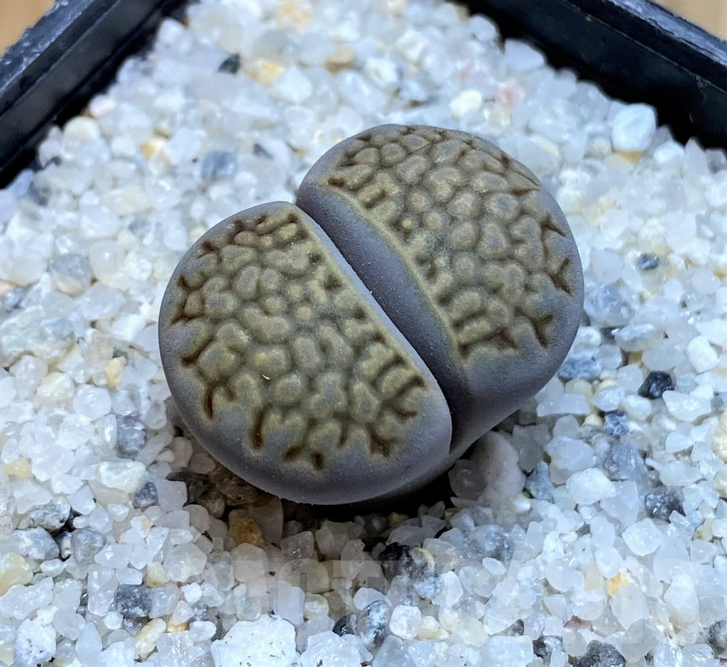 SH15769 Lithops halii