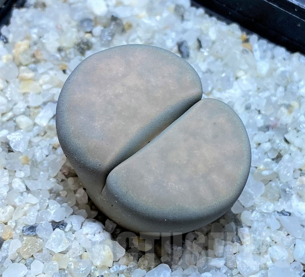 SH15770 Lithops karasmontana v. opalina