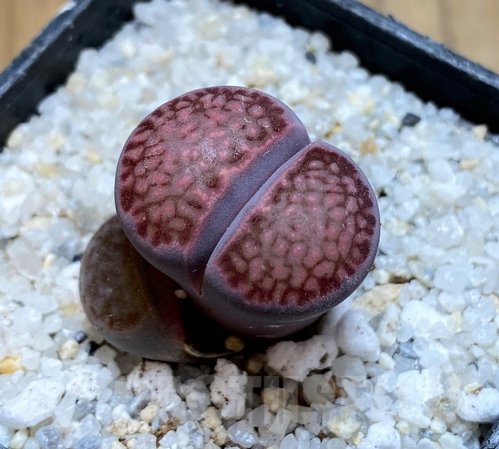 SH15771 Lithops salicola ‘Sato’s Violet’ hybrid