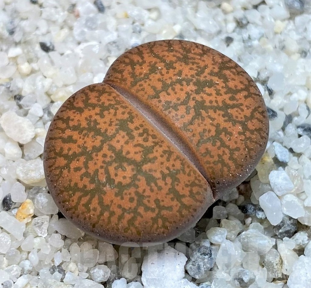 SH15754 Lithops lesliei v. rubrobrunnea