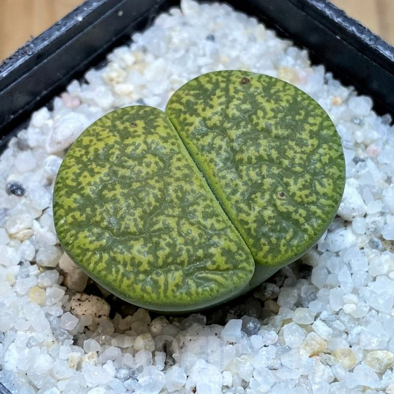 SH15773 Lithops lesliei v. albinica