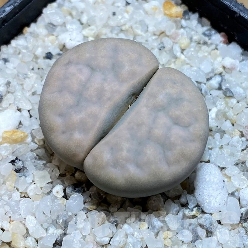 SH15775 Lithops karasmontana v. opalina