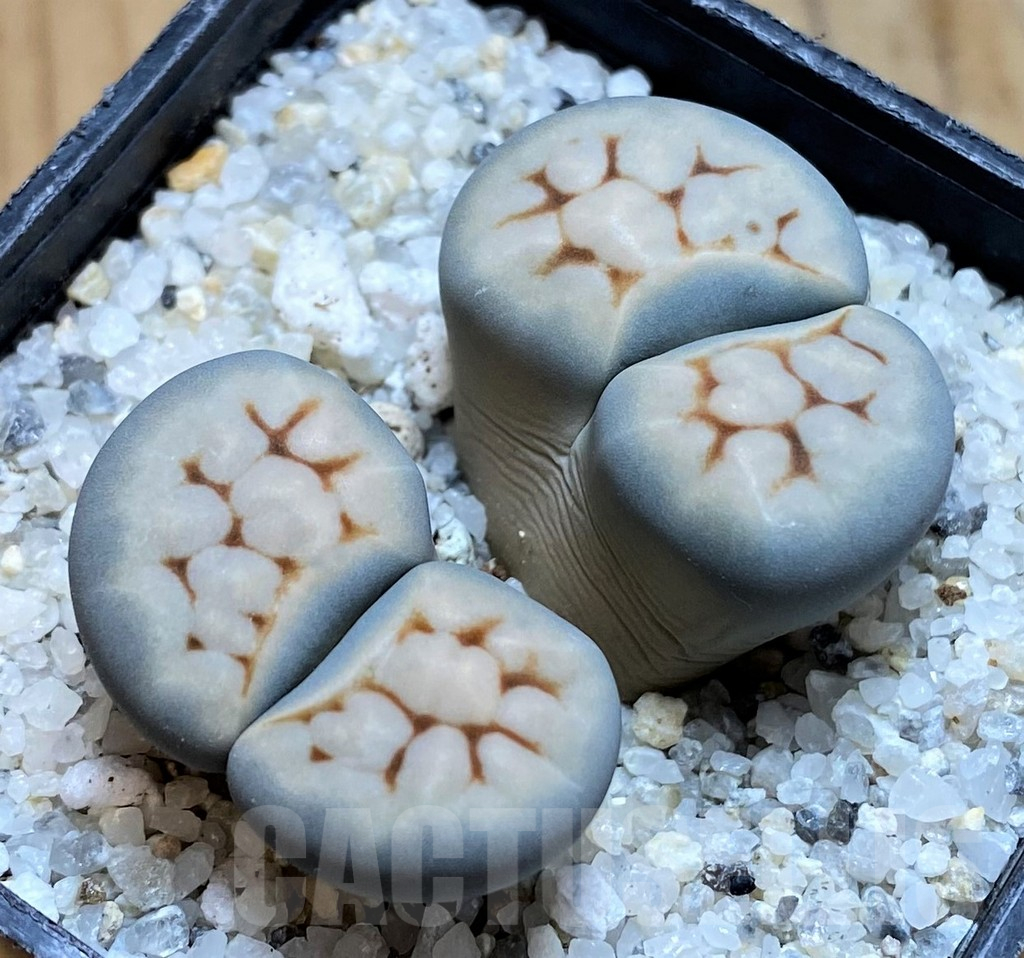 SH15777 Lithops karasmontana v. erniana