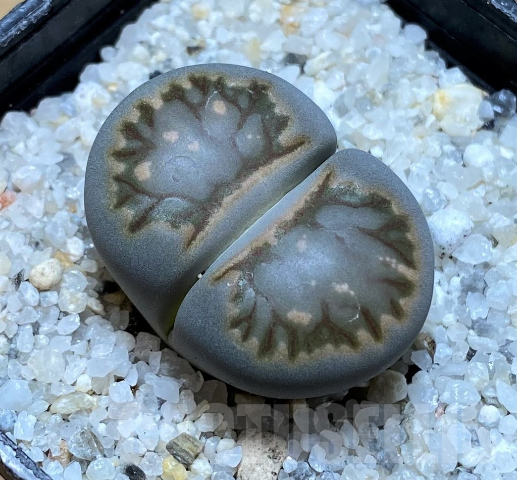 SH15781 Lithops julii ‘Kikushogyoku’