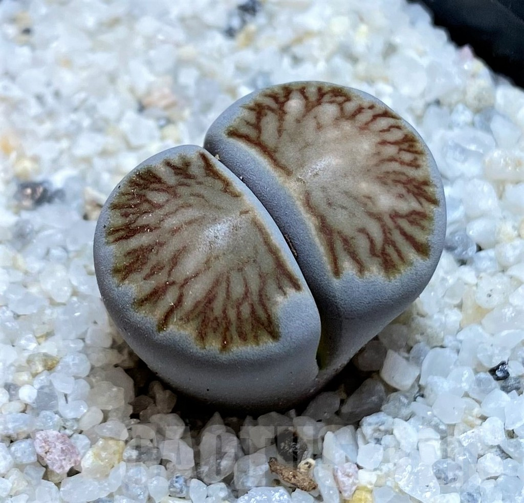 SH15755 Lithops julii ‘Kikushogyoku’