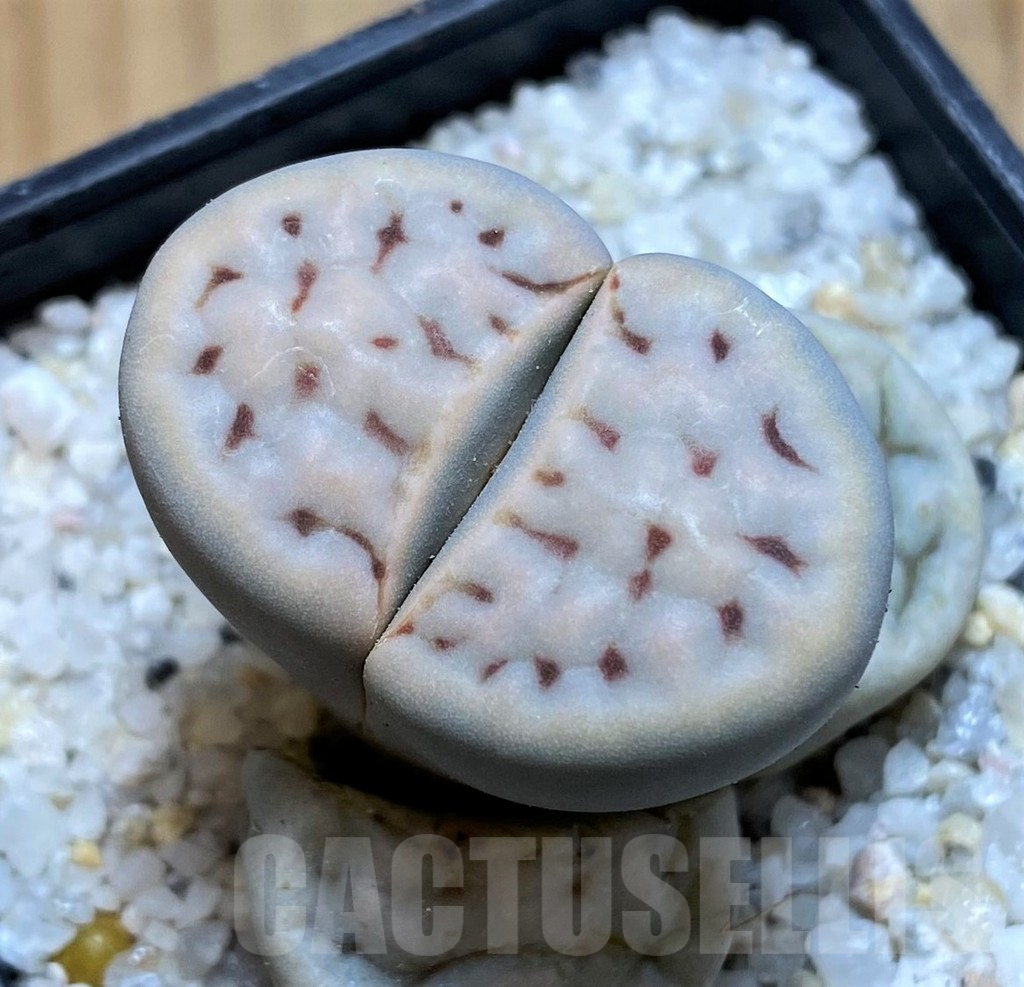 SH15782 Lithops karasmontana v. erniana