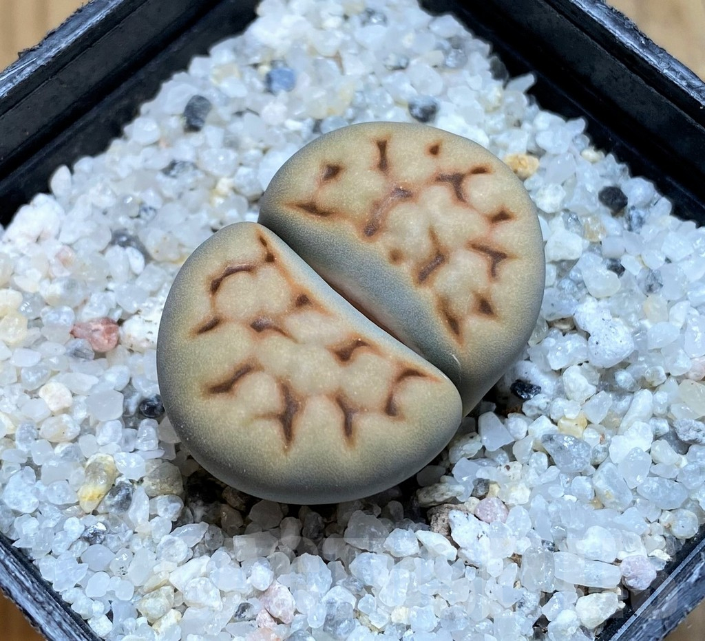 SH15783 Lithops karasmontana v. erniana