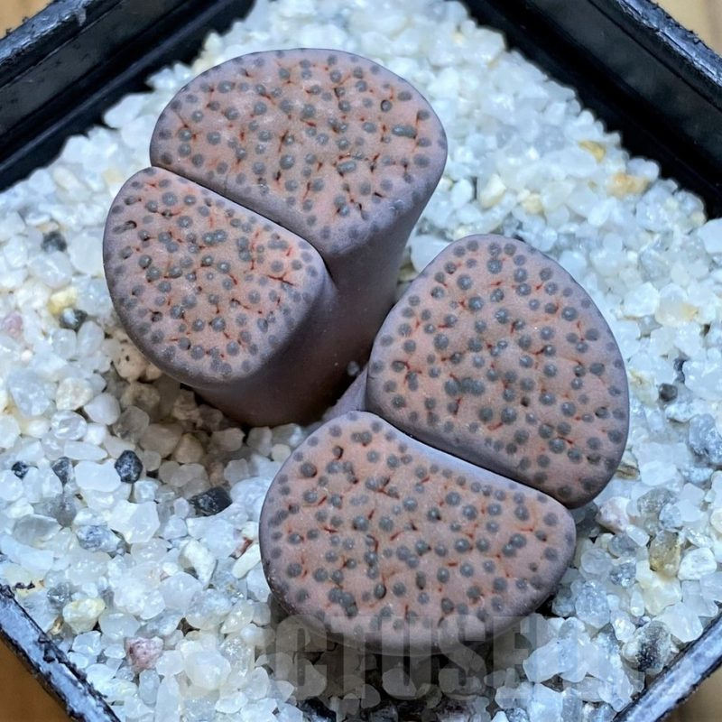 SH15784 Lithops fulviceps v. lactinea