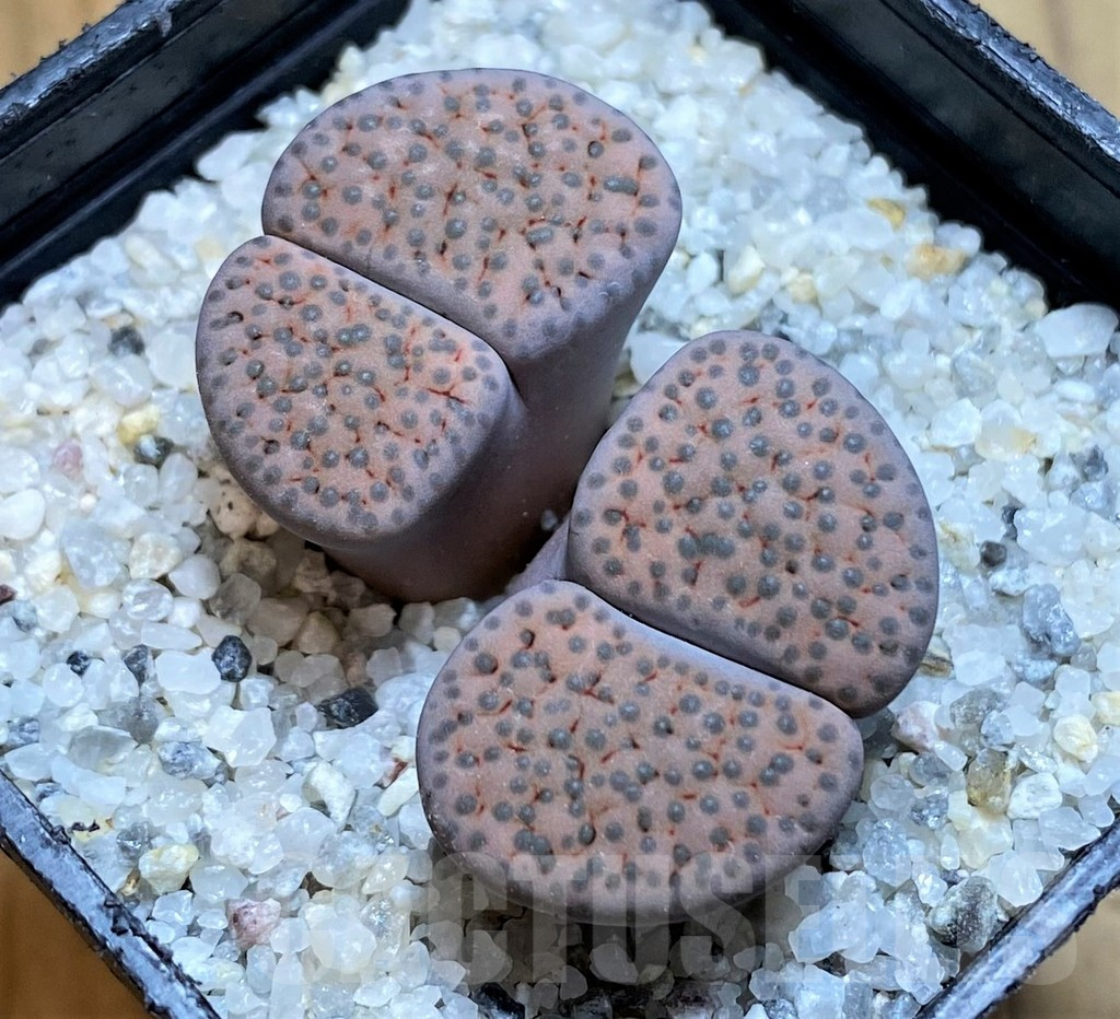 SH15784 Lithops fulviceps v. lactinea